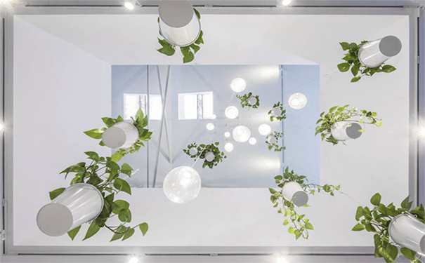 办公室植物吊兰