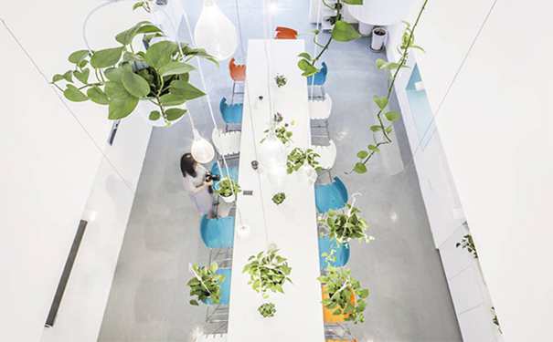 办公室植物吊兰