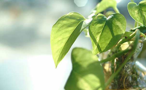 办公室植物观叶兰